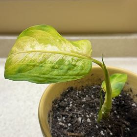 Photo of the plant species Dumb Cane by @SportSweetbroom named Einstein on Greg, the plant care app
