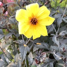Photo of the plant species Red Dahlia by @TraveledChamisa named Delilah on Greg, the plant care app
