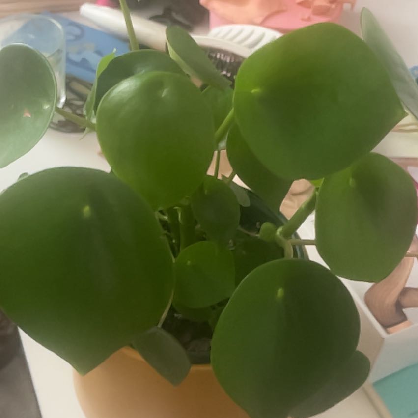 Photo of the plant species Coin Leaf Peperomia by @PrizeLukasikii named Captain Plant-it on Greg, the plant care app