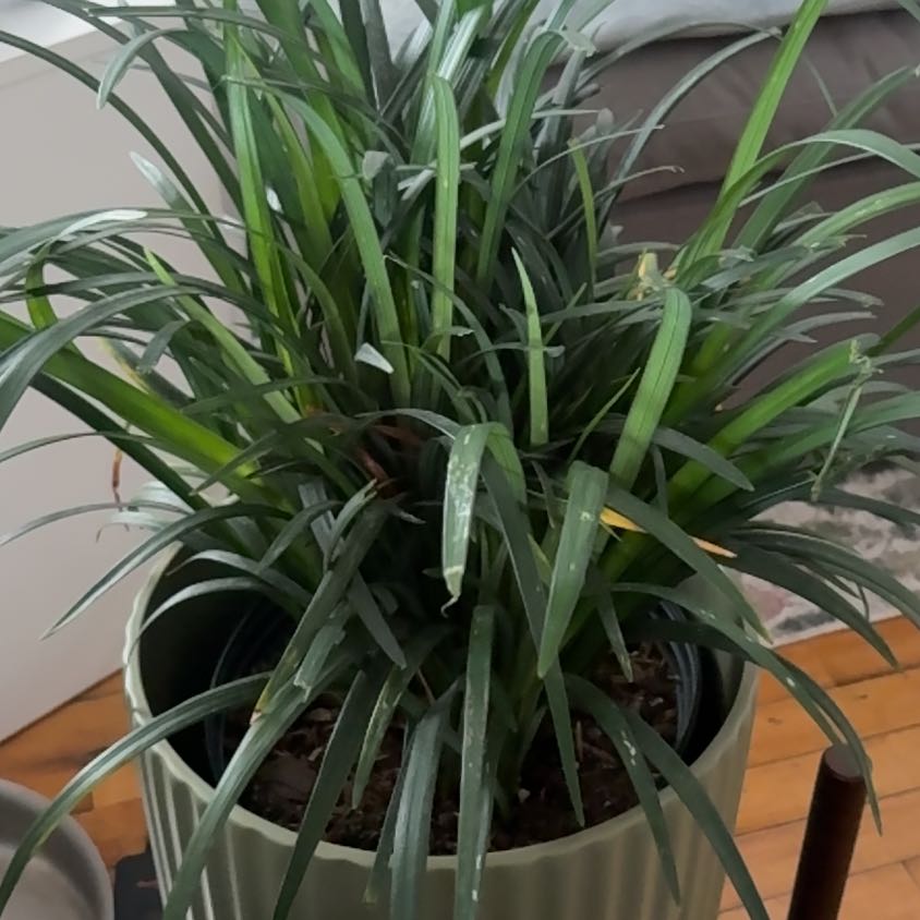 Photo of the plant species Monkey Grass by @SirQuince1 named Spoon on Greg, the plant care app