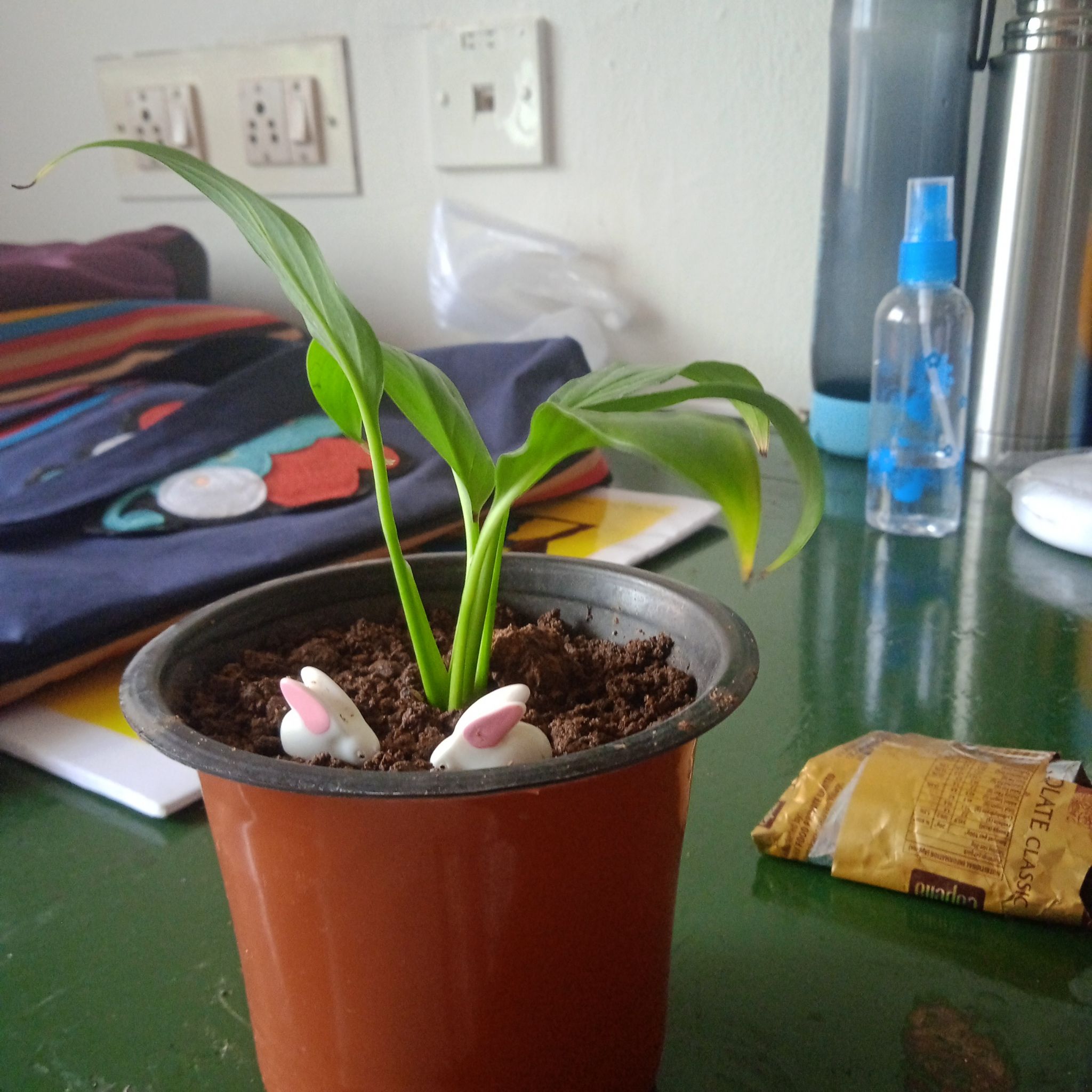 Photo of the plant species White Peace Lily by @FancierBaytree4 named Terra on Greg, the plant care app