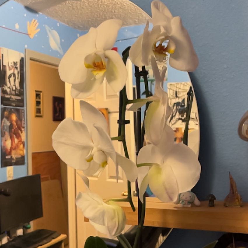 Photo of the plant species Swan Orchid by @CleanIsepepper named Aristotle on Greg, the plant care app