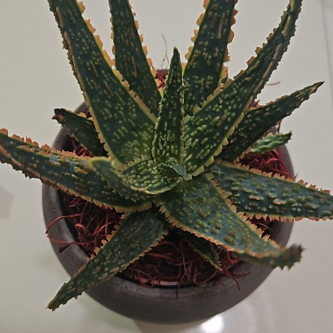 Photo of the plant species Aloe zebrina by @FunDyebush97 named Al on Greg, the plant care app