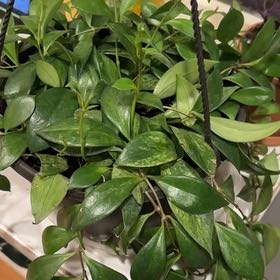 Photo of the plant species lipstick plant by @SpiritedBroom named Homer on Greg, the plant care app