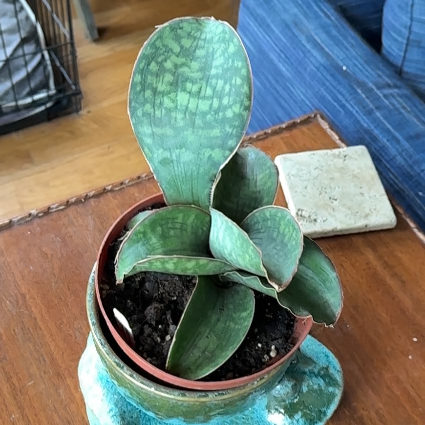 Photo of the plant species Sansevieria 'Dragon Wing' by @SpiritedBroom named Cleopatra on Greg, the plant care app