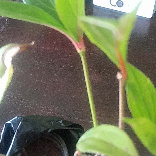 Photo of the plant species Arnoglossum by @NoblyCanadaplum named Aria on Greg, the plant care app