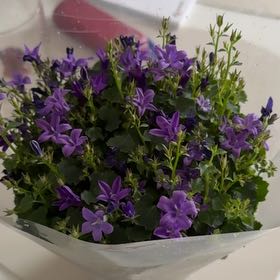 Photo of the plant species Campanula by @BriskRockweed73 named Huckleberry Fern on Greg, the plant care app