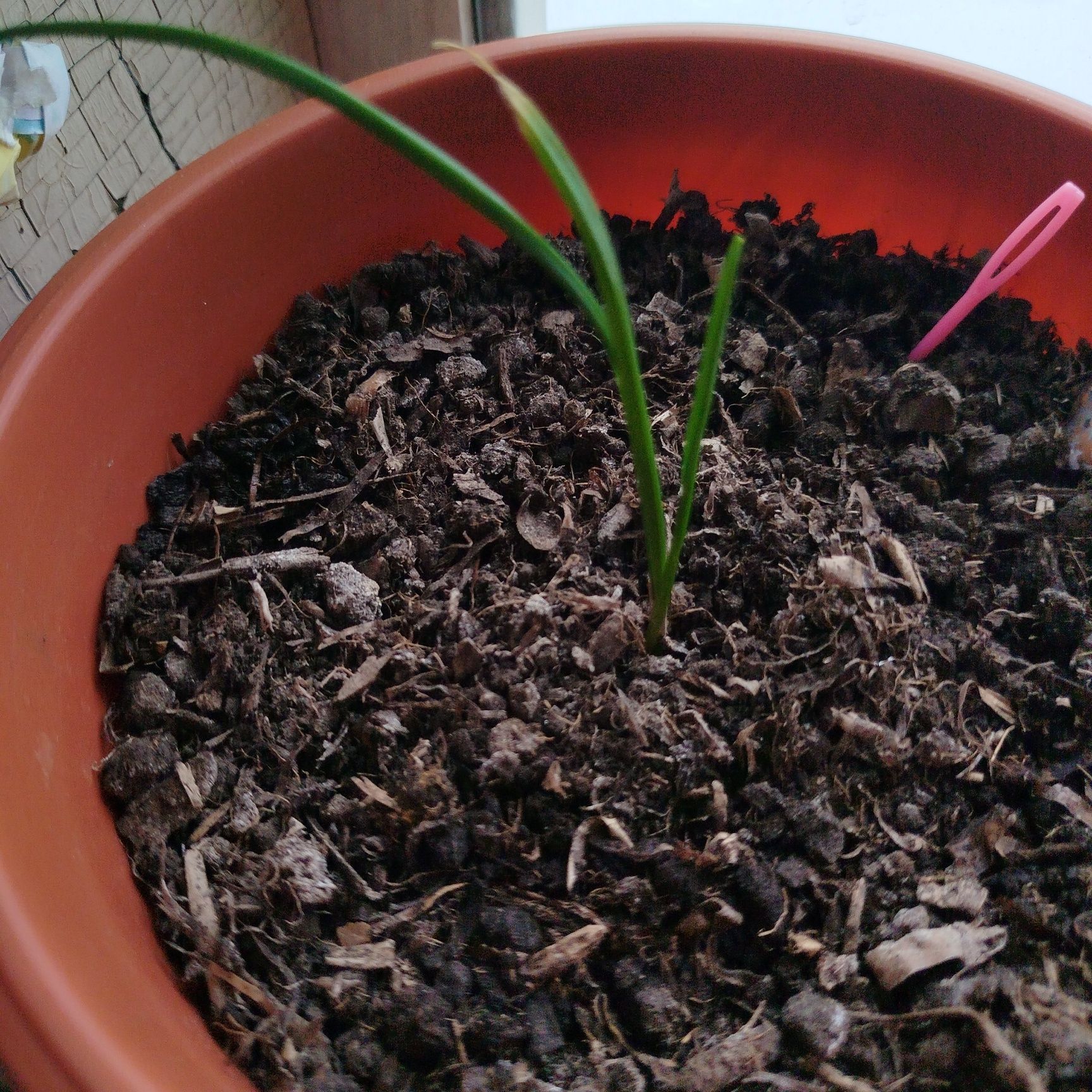 Photo of the plant species Allium by @AshBurst named Al on Greg, the plant care app