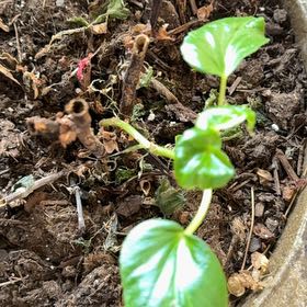 Photo of the plant species Smooth Begonia by @MaestroShadbush named Fernie Mac on Greg, the plant care app