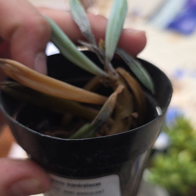 Photo of the plant species Senecio Mandraliscae by @HeritorBlueweed named Rainier on Greg, the plant care app