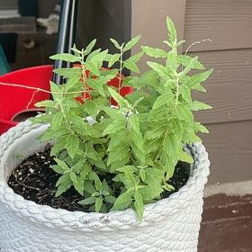 Photo of the plant species Perovskia atriplicifolia by @bigloafofbread named Melanie on Greg, the plant care app