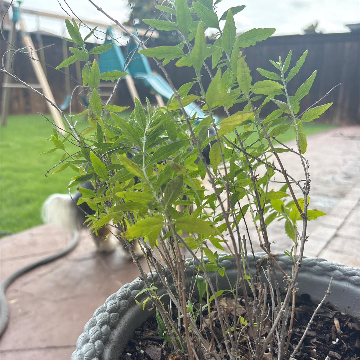 Photo of the plant species Perovskia atriplicifolia by @bigloafofbread named Lovely Sage on Greg, the plant care app