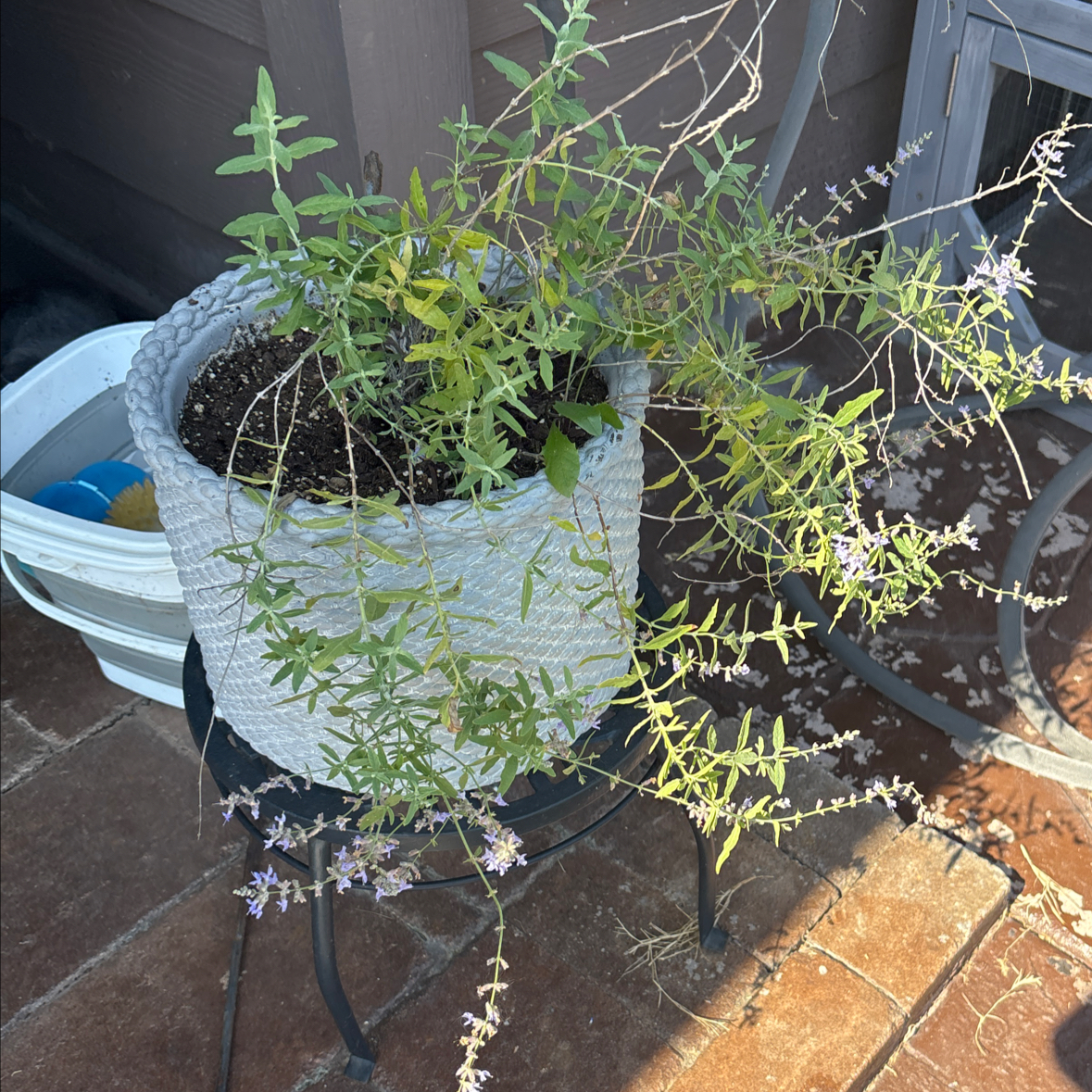 Lovely Sage