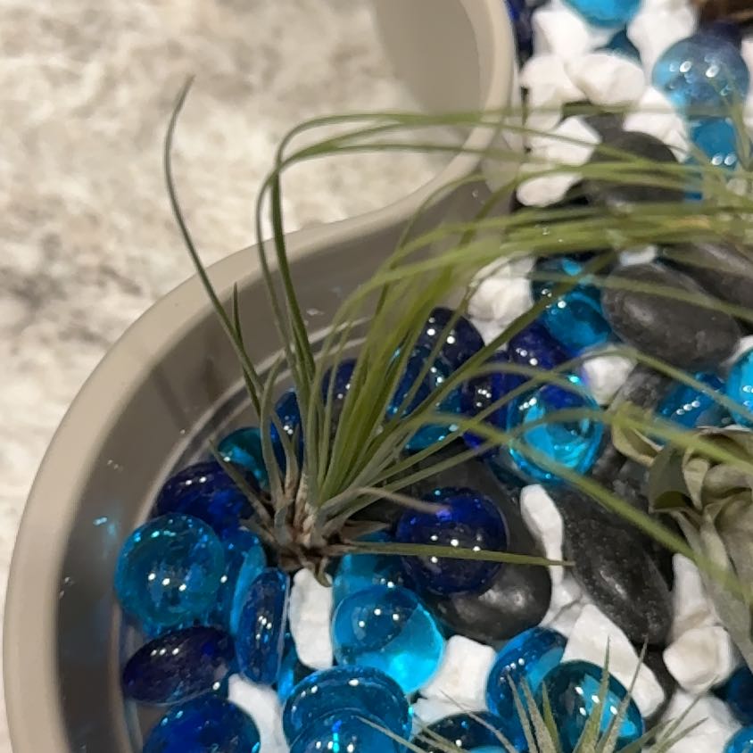 Photo of the plant species Juncifolia Air Plant by @CordialIceplant named Foxxy on Greg, the plant care app