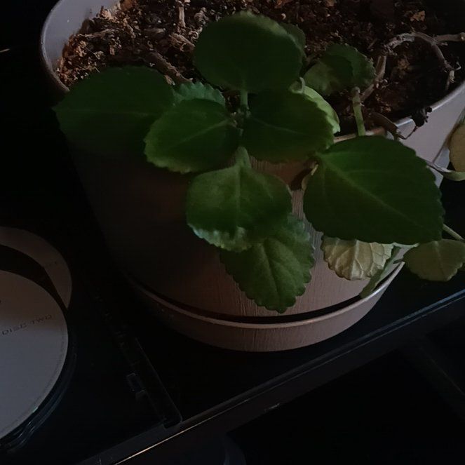 Photo of the plant species Variegated Irish Ivy by @FreshPandan75 named Seamus on Greg, the plant care app