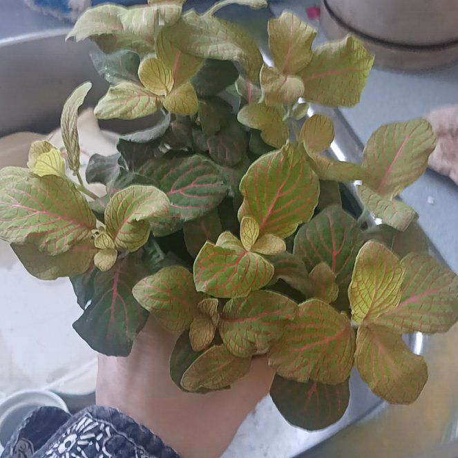 Photo of the plant species Nerve Plant by @FreshPandan75 named Bruce on Greg, the plant care app