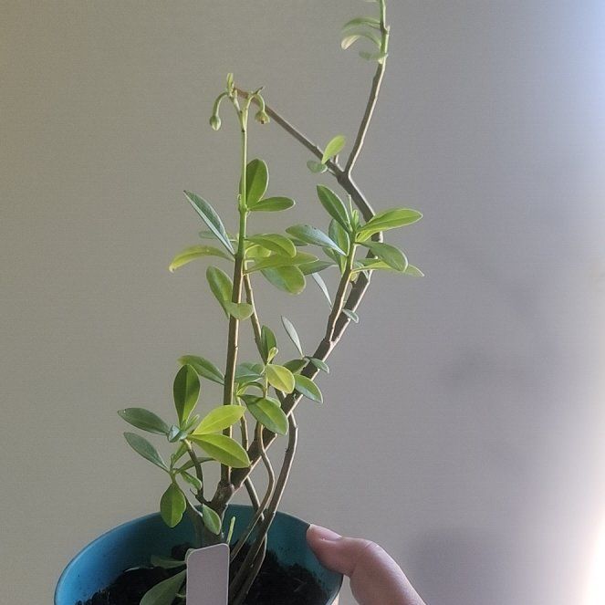 Photo of the plant species Spiny Fameflower by @AspiringMelon58 named Tupot amaroot on Greg, the plant care app