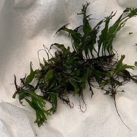 Photo of the plant species Java Fern 'Tropica' by @ZingKawaka98 named Sol on Greg, the plant care app