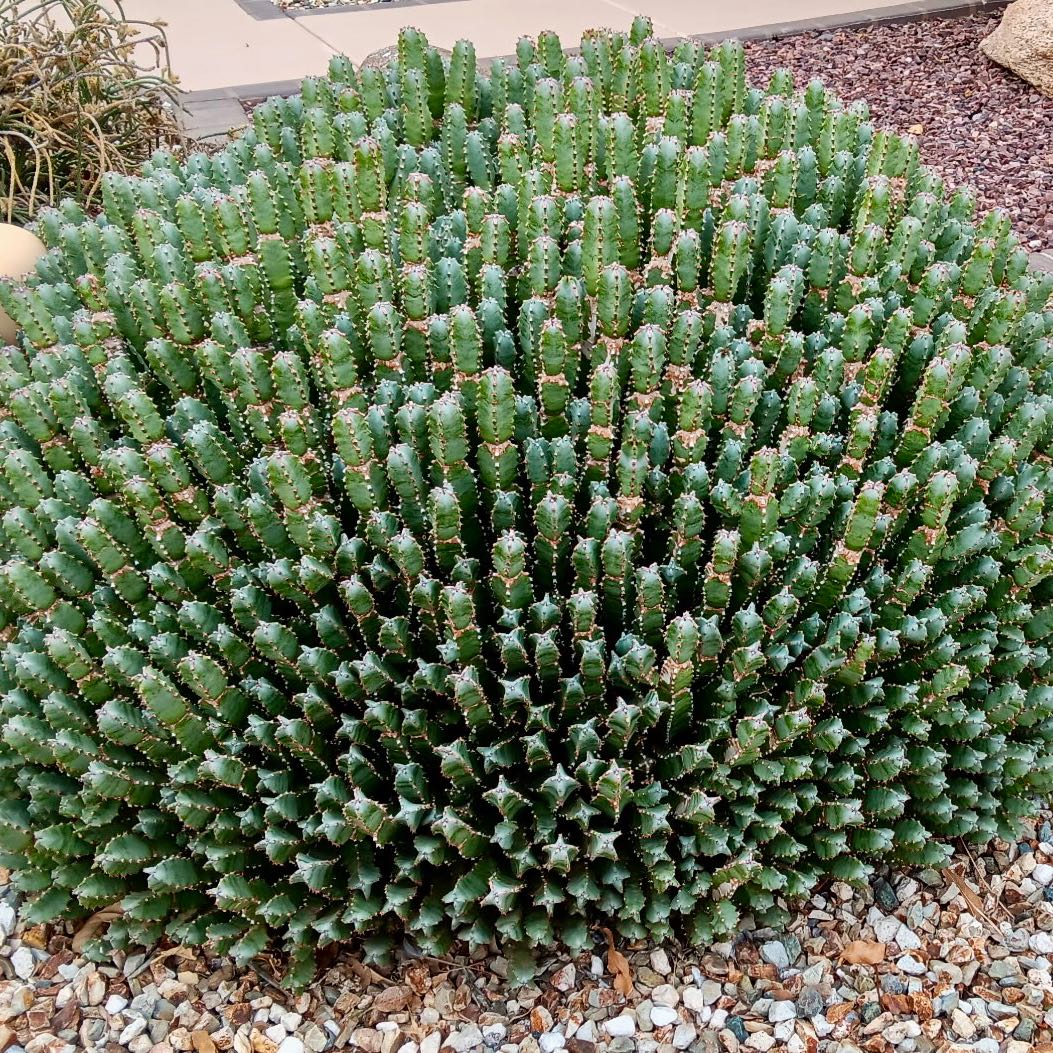 Photo of the plant species Resin Spurge by @DinkumAloeguido named Moroccan mound on Greg, the plant care app