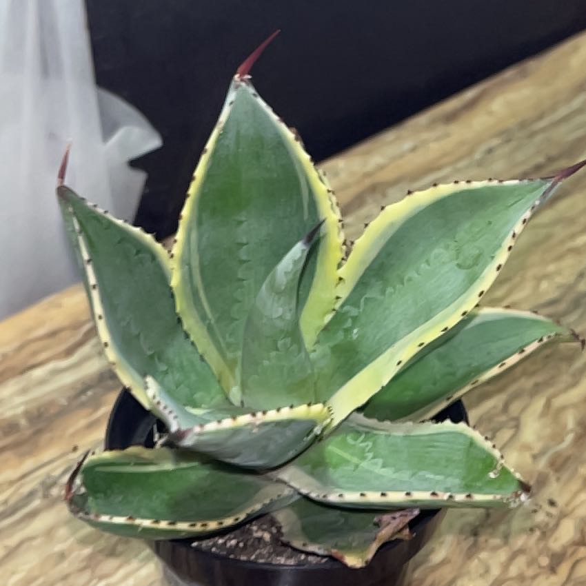 Photo of the plant species Agave celsii 'Multicolor' by @Yarkangelsworld named Spiky on Greg, the plant care app