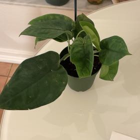 Photo of the plant species Frosted Heart Syngonium by @YardYankeeweed named Fernie Mercury on Greg, the plant care app