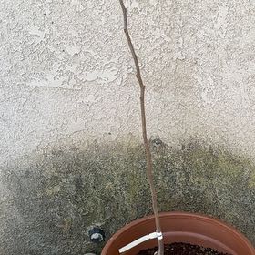 Plant care for Diospyros hebecarpa on Greg, the plant care app