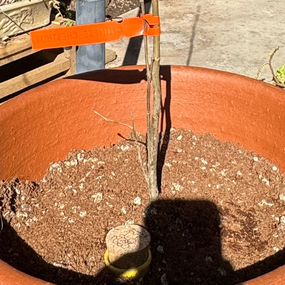 Photo of the plant species Chinese Chestnut by @ProElkclover named Osmo on Greg, the plant care app