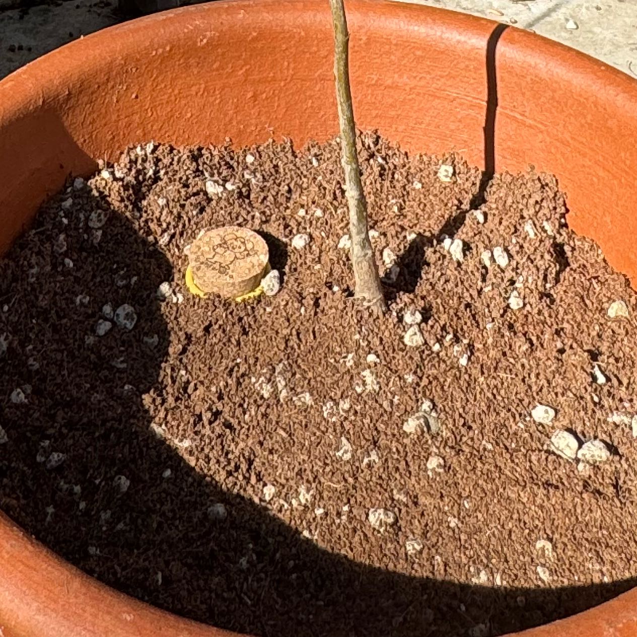 Photo of the plant species Chinese Chestnut by @ProElkclover named Scarlett on Greg, the plant care app