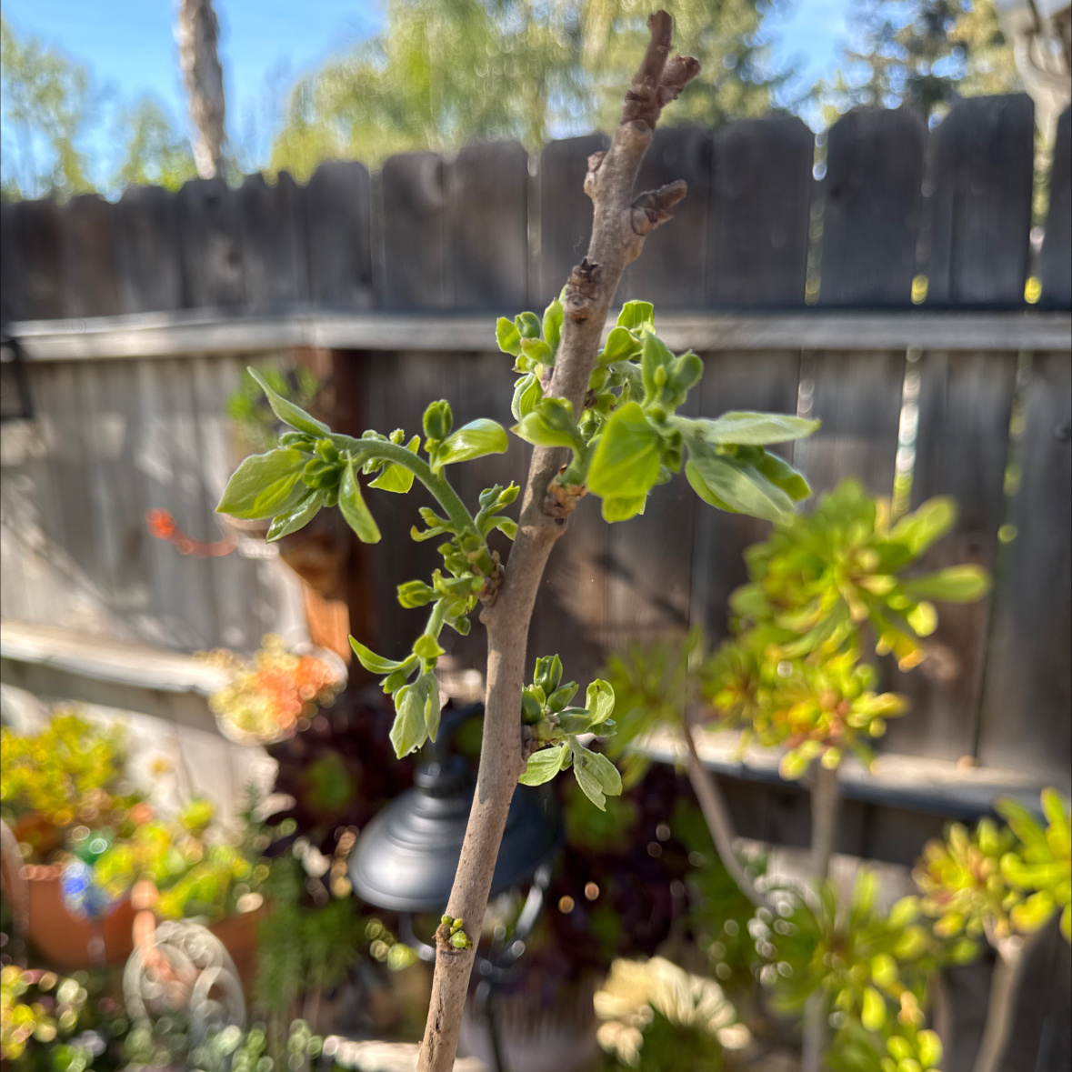 Photo of the plant species Chocolate Persimmon by @ProElkclover named Mochi on Greg, the plant care app