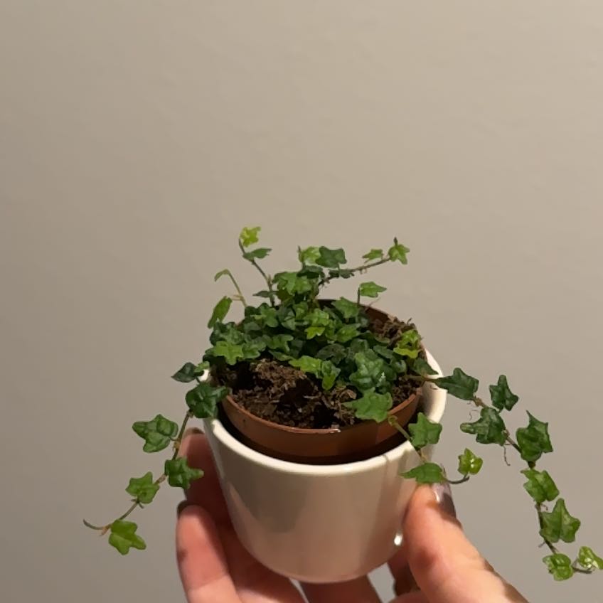 Photo of the plant species Miniature Ivy by @KeyGuavatree82 named Anne on Greg, the plant care app