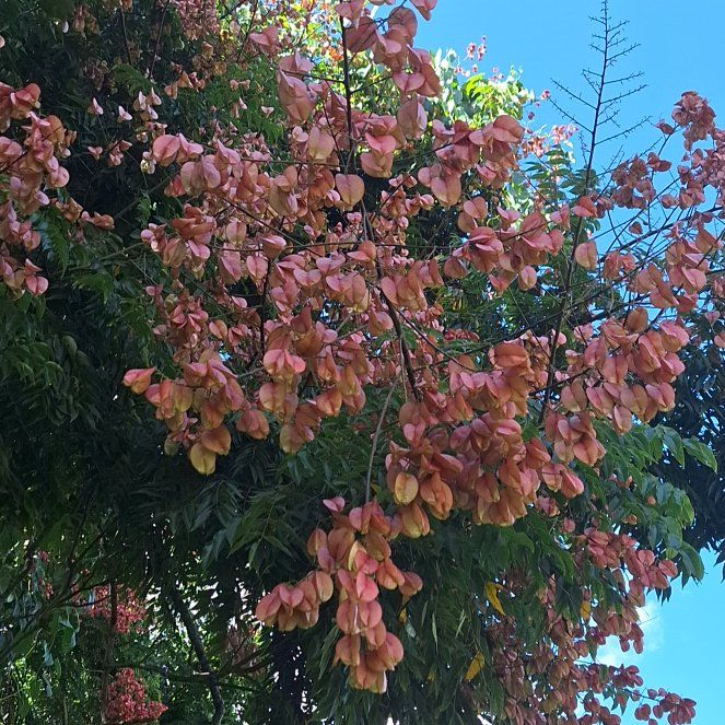 Photo of the plant species Golden Rain Tree by @ClassicKawaka24 named Fernie Saunders on Greg, the plant care app