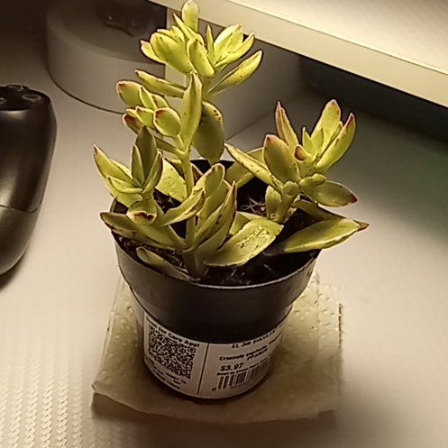 Photo of the plant species Crassula capitella 'Variegata' by @SmartYellowrose named Plato on Greg, the plant care app