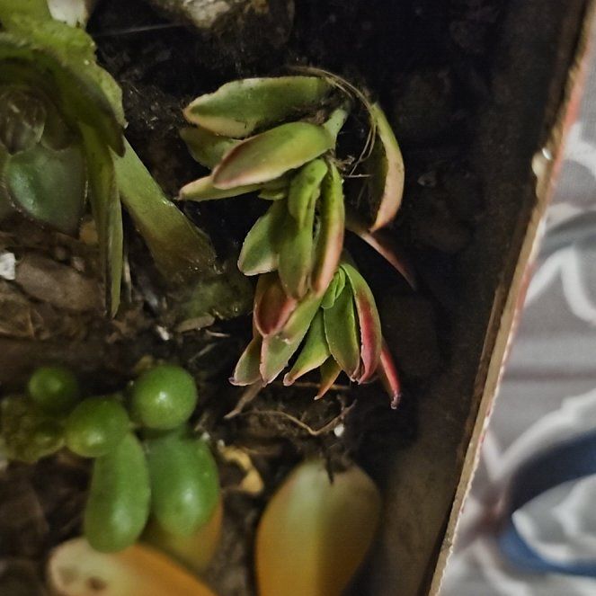 Photo of the plant species Aeonium 'Mardi Gras™' by @CozyBittervetch named Aria on Greg, the plant care app