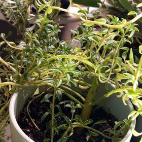 Photo of the plant species Prayer Pepper by @SmartGambeloak named Luna on Greg, the plant care app