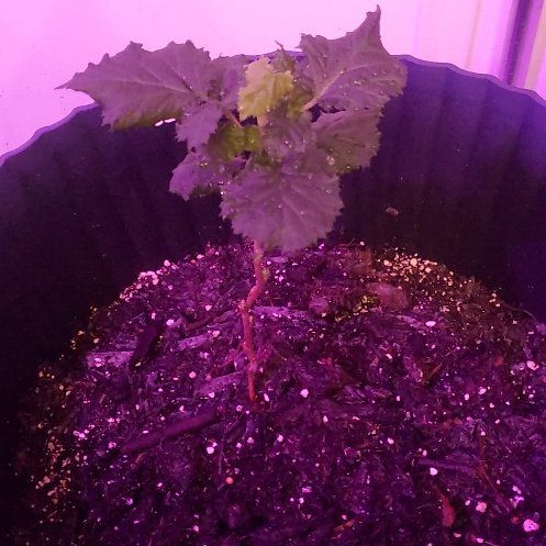 Photo of the plant species Raspberry Shortcake by @IdealAlmond22 named Ruby on Greg, the plant care app