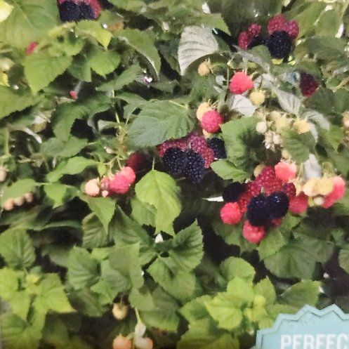 Photo of the plant species Bushel and Berry Baby Cakes by @IdealAlmond22 named Stitch on Greg, the plant care app