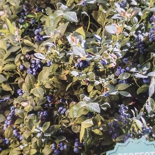 Photo of the plant species Pink Icing Blueberry by @IdealAlmond22 named Berry on Greg, the plant care app