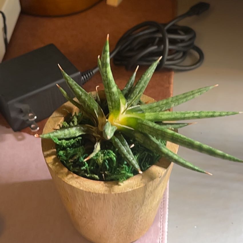 asparagus