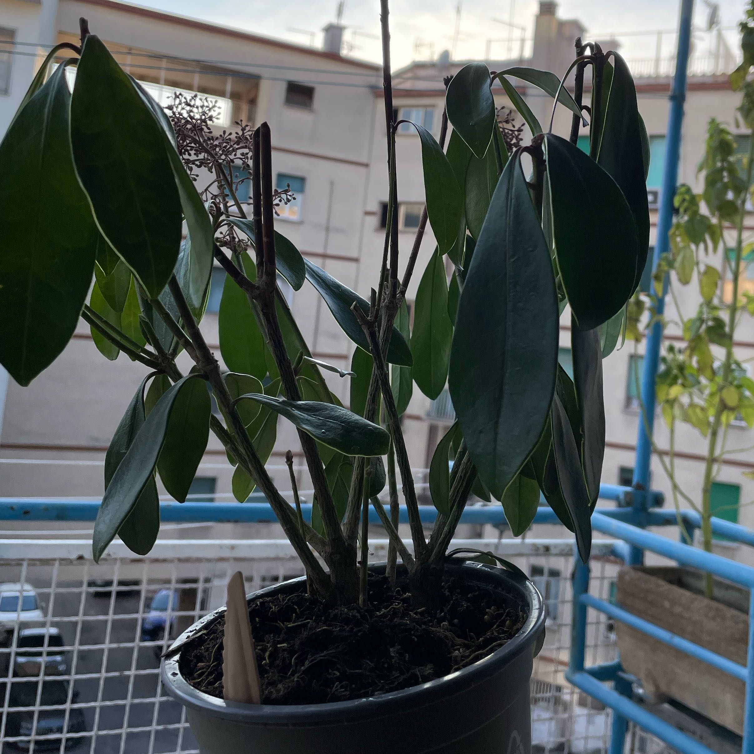 Photo of the plant species Skimmia by @ZarfRosygarlic named Rainier on Greg, the plant care app
