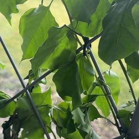 Photo of the plant species Torch Bougainvillea by @Menofit named Demi on Greg, the plant care app