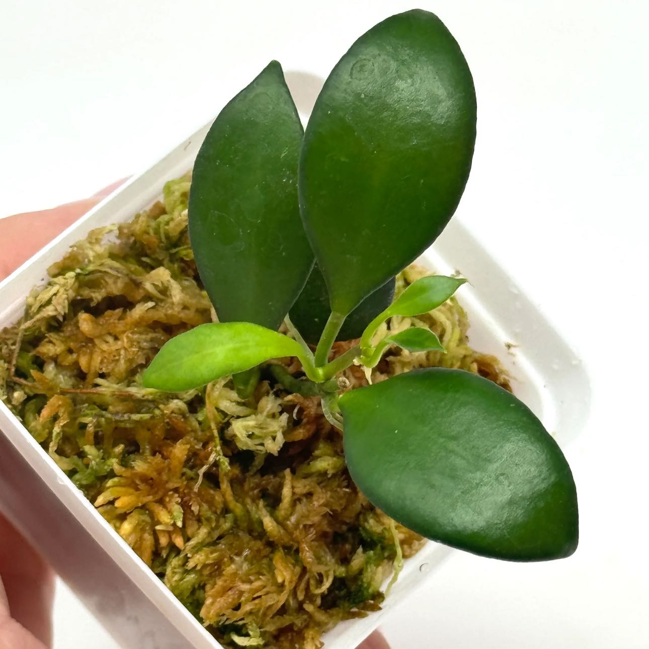 Photo of the plant species Hoya Noona by @DecorousAnacua named noona on Greg, the plant care app
