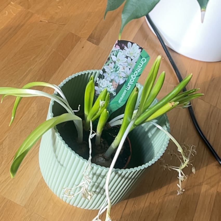 Photo of the plant species Ornithogalum balansae by @OpulentGuapilla named Planty on Greg, the plant care app