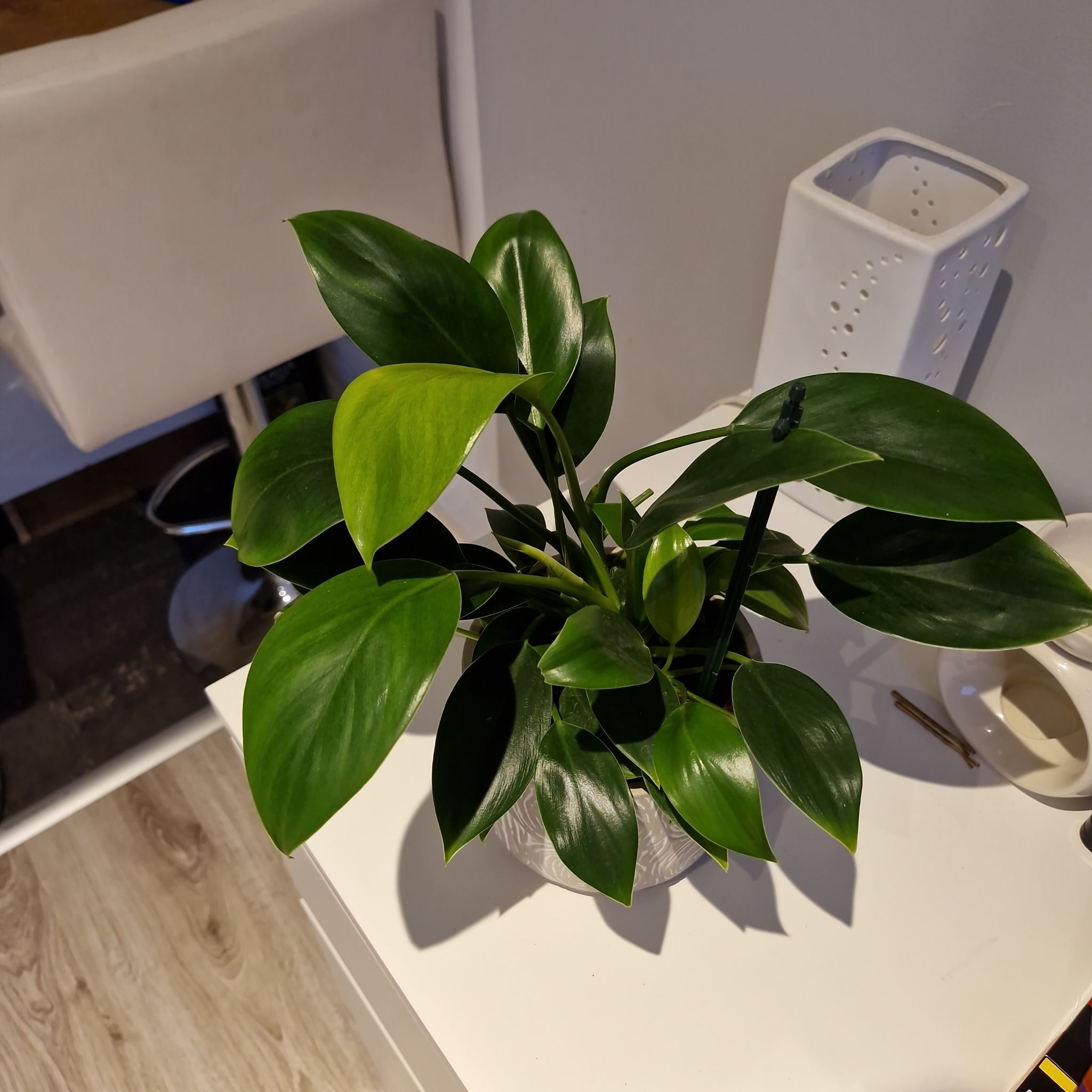 Photo of the plant species Philodendron 'Mia' by @VividSpiralaloe named Księżniczka on Greg, the plant care app