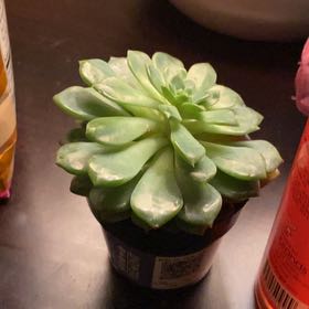 Photo of the plant species Echeveria 'Ruby Kissed' by @DaringTupeia26 named Elle on Greg, the plant care app
