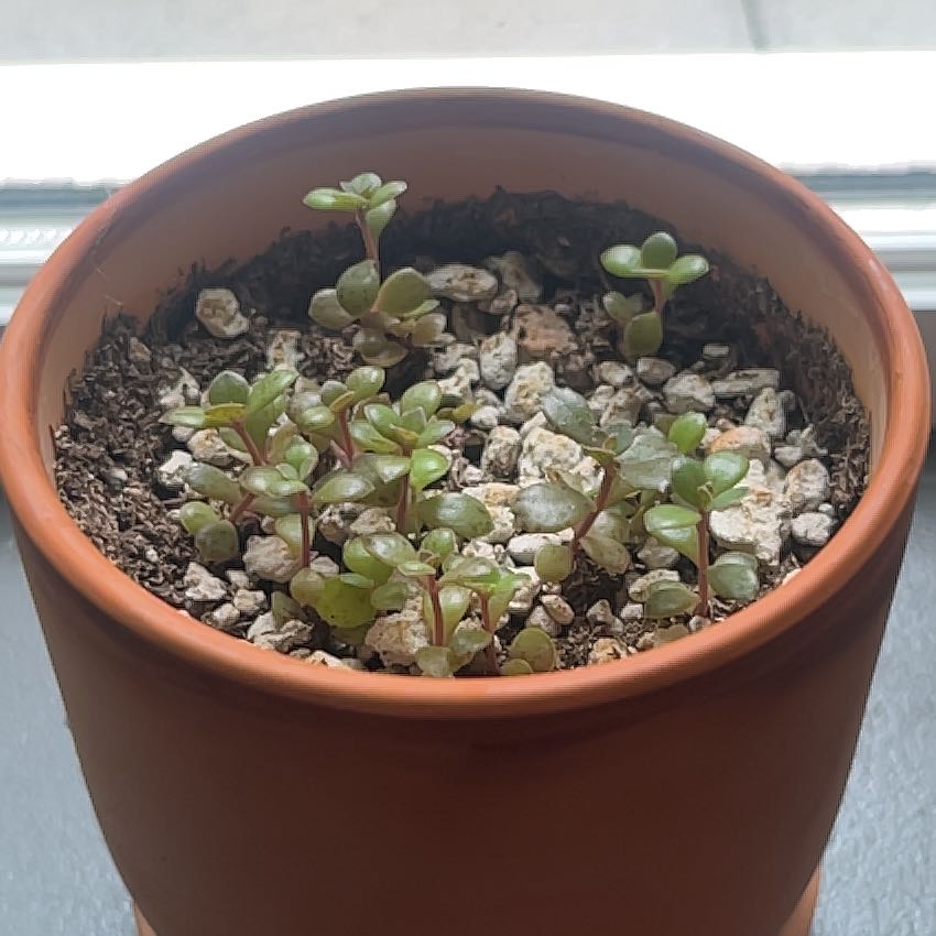 Small Elephant Bush plant in a terracotta pot with visible soil and white stones.