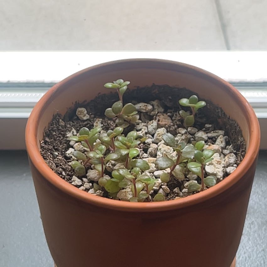 A healthy Mother of Thousands succulent plant in a terracotta pot, with many small plantlets growing along the edges of its green leaves.