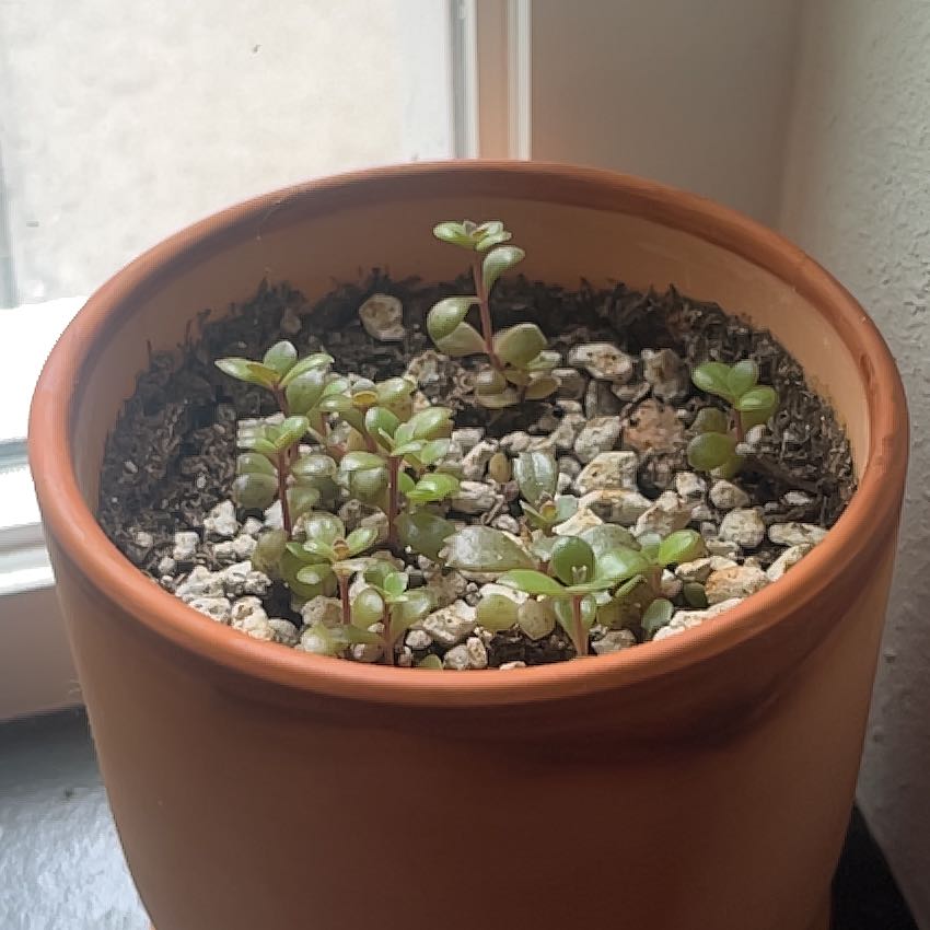 Healthy Mother of Thousands succulent plant growing many plantlets along leaf edges, potted in terracotta planter with well-draining soil mix.