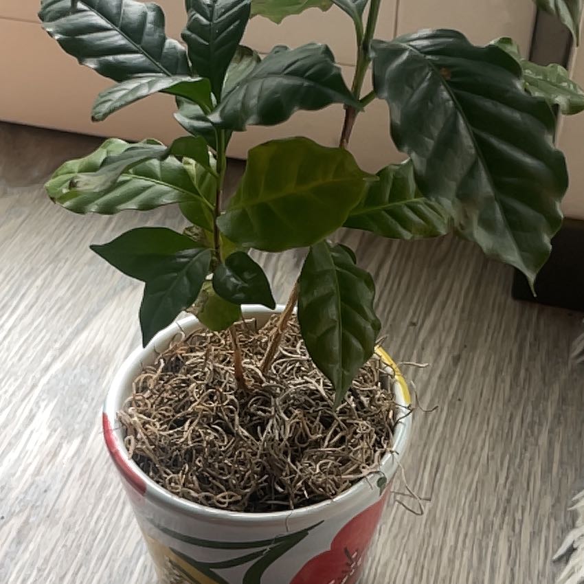 Healthy Arabian coffee plant in white pot with exposed roots, glossy dark green pointed leaves, no discoloration or disease signs.