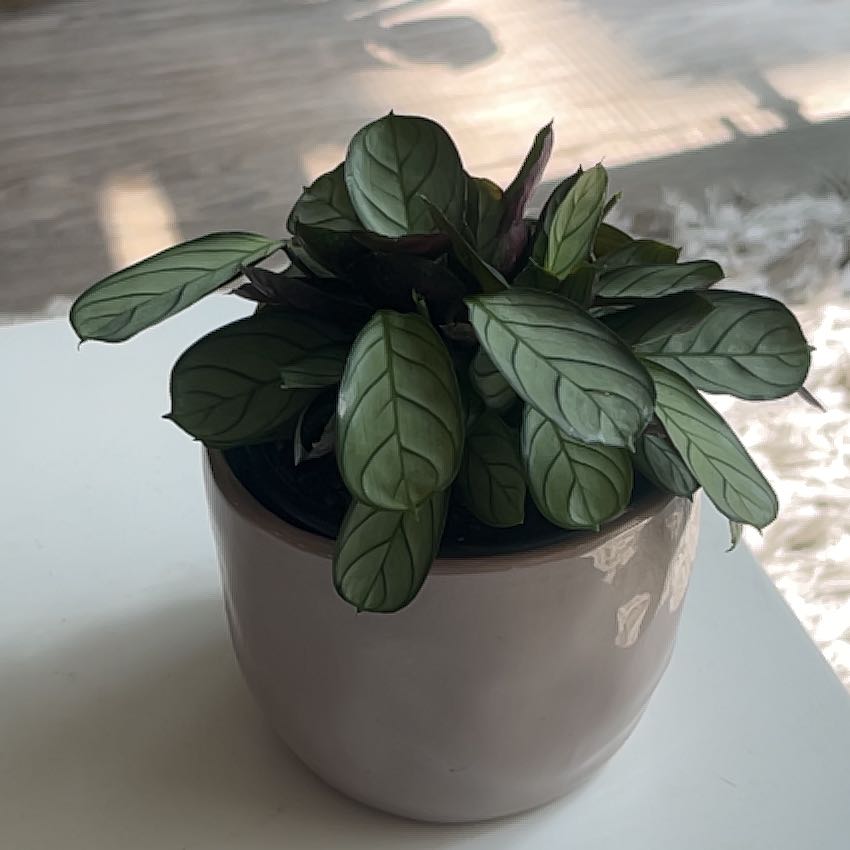 Potted Never Never Ctenanthe plant with green leaves and dark veins on a white surface indoors.