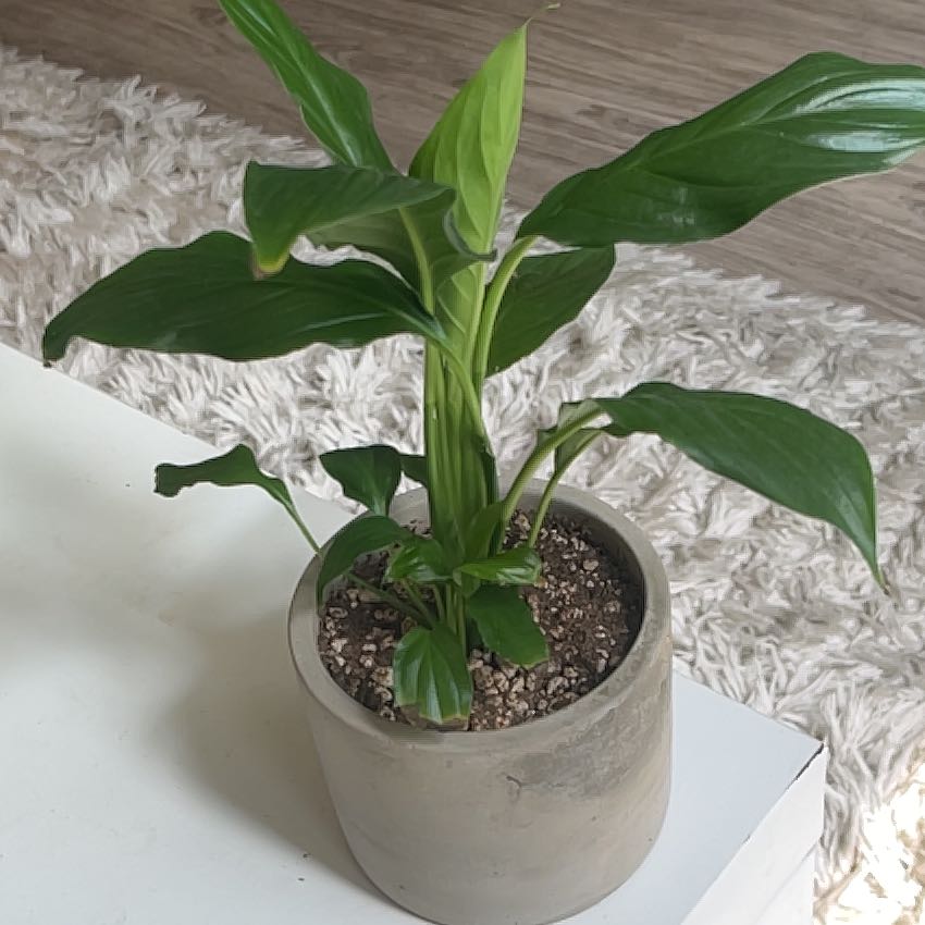 Healthy peace lily houseplant with lush green leaves in a gray stone pot on a white shag rug.